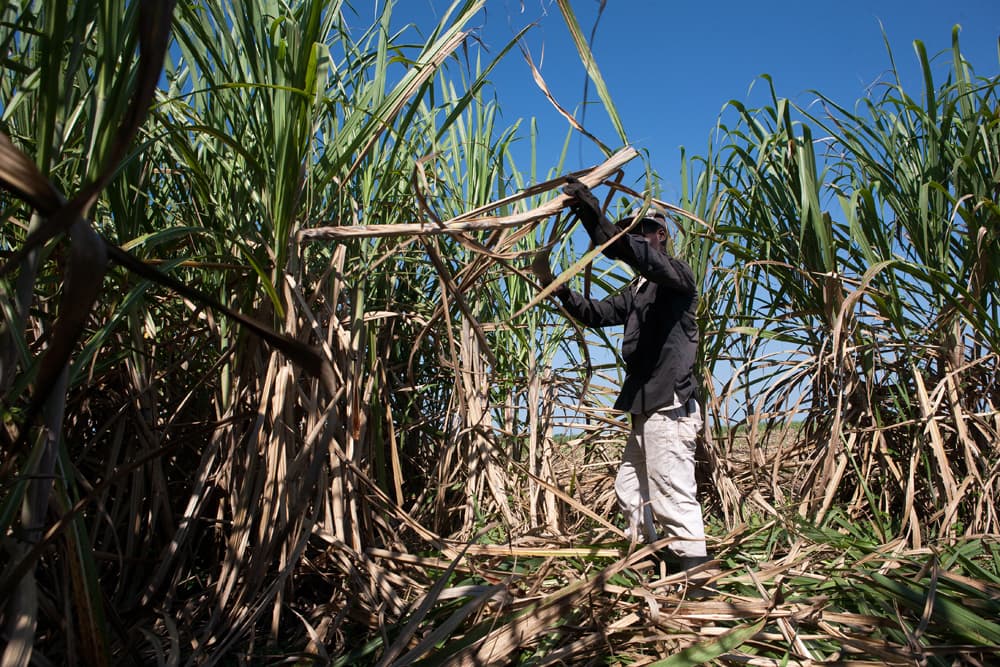Un bracciante nel campo di canna da zucchero (Foto: ACN) Un bracciante nel campo di canna da zucchero (Foto: ACN)