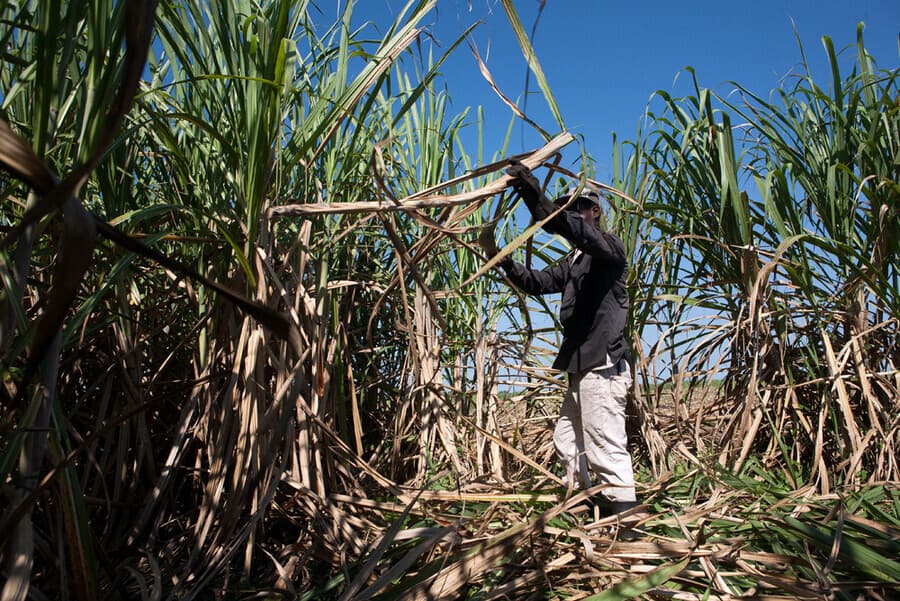 Ein Arbeiter im Zuckerrohrfeld (Foto: Fran Afonso) Ein Arbeiter im Zuckerrohrfeld (Foto: Fran Afonso)