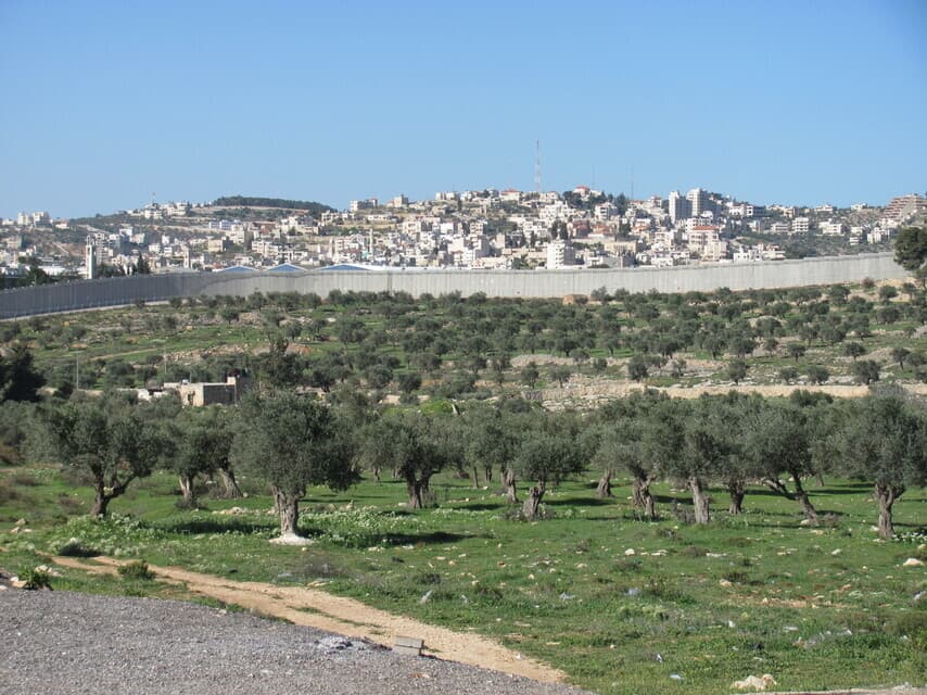 Le mur en Cisjordanie - les oliviers sont du côté israélien, mais appartiennent à des Palestiniens de l'autre côté du mur (photo : ACN) Le mur en Cisjordanie - les oliviers sont du côté israélien, mais appartiennent à des Palestiniens de l'autre côté du mur (photo : ACN)
